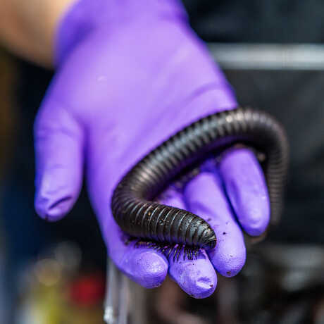 An academy biologist holds a giant African millipede, the size of the persons hand. 