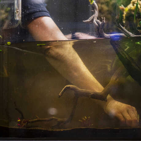 A biologist sticks her hand in an enclosure with murky brown water in it, picking up debris from the bottom of the tank. 