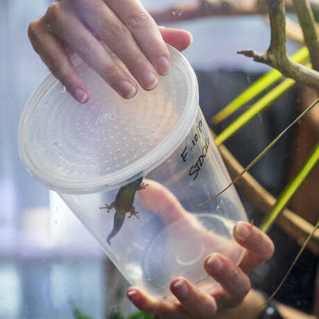 An academy biologist reintroduces a gecko to an enclosure. it sits inside a plastic cup as it prepares to enter the glass.