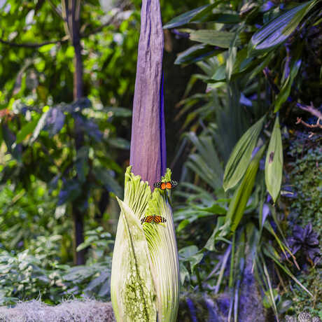 Mirage the Academ'y corpse flower before it started to bloom, with butterflies on the spathe. Photo by Nicole Ravicchio