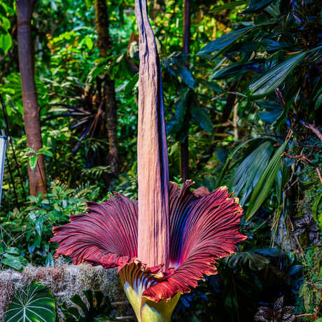 Mirage the Academy's corpse flower in full bloom. Photo by Gayle Laird