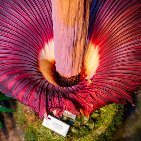 Looking into the spathe of Mirage the corpse flower in bloom at the Academy. Photo by Gayle Laird