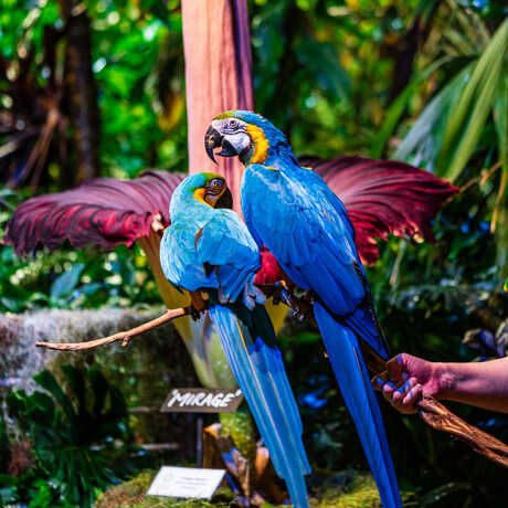 Two blue macaws in front of Mirage the Academys corpse flower. Photo by Gayle Laird