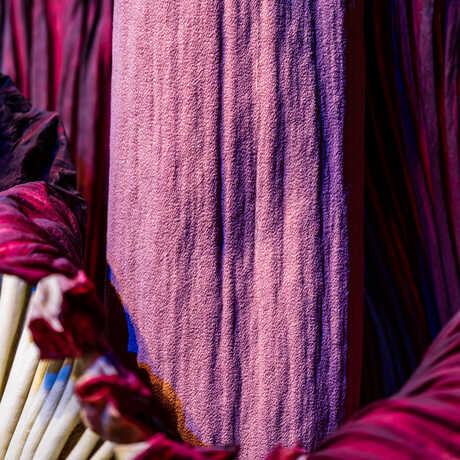 Closeup of the magenta colored spadix of Mirage, the Academy's corpse flower. Photo by Gayle Laird