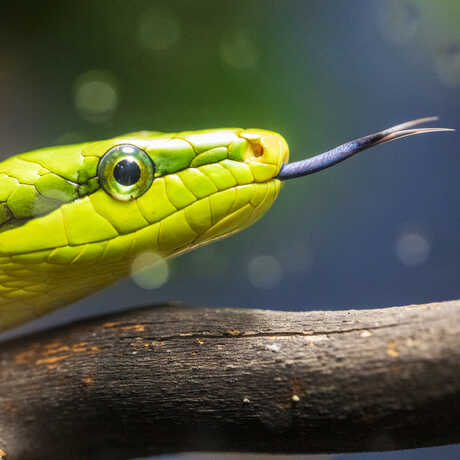 A green snake is featured in a close-up shot of their face, with their tongue sticking out. 