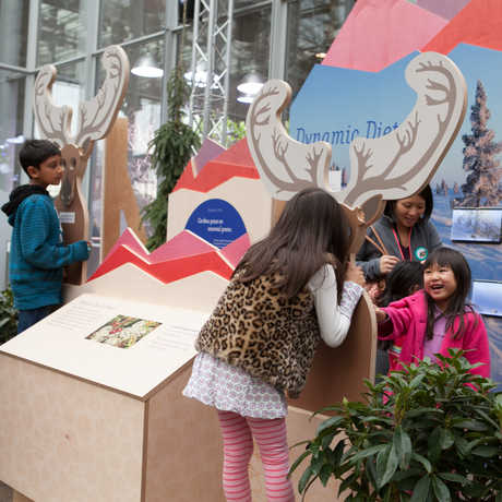 Reindeer exhibit display