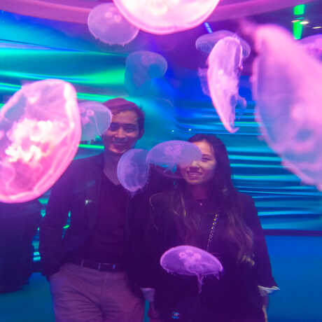 2 guests gaze into the moon jelly exhibit in Steinhart Aquarium