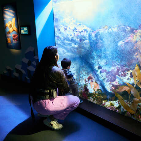 Mother and toddler look at California Coast exhibit during Academy Day 2023