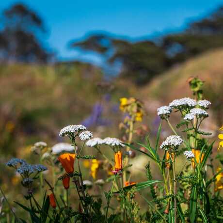 Image of wildflowers on Living Roof.