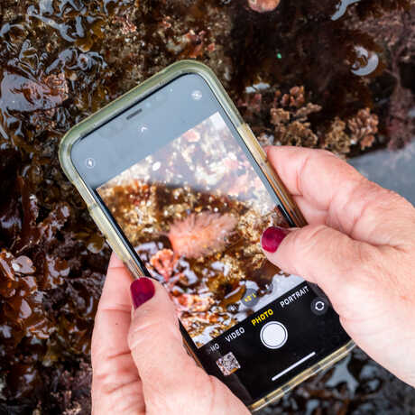 Close-up of a person taking a picture of tidepool animal with iPhone