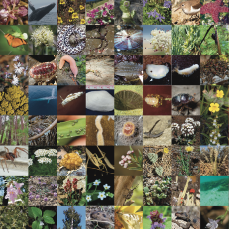 A mosaic of dozens of California flora and fauna