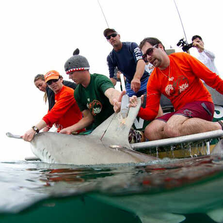 Photo collage of cover of book by Dr. David Shiffman and group of scientists on boat tagging a hammerhead shark