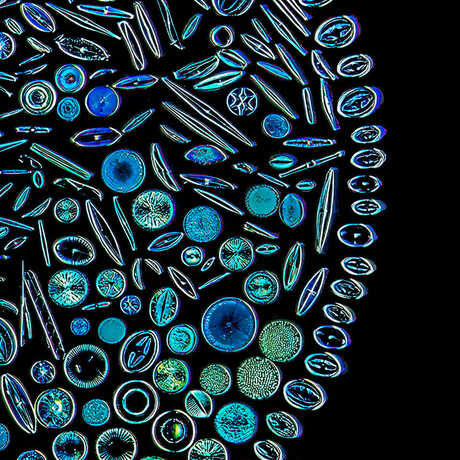 Arranged diatoms in a circle; Photo by Steve Mandel