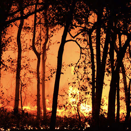 A fire burns bright within a silhouetted forest