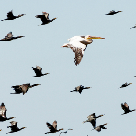 A flock of birds fly across a blue sky