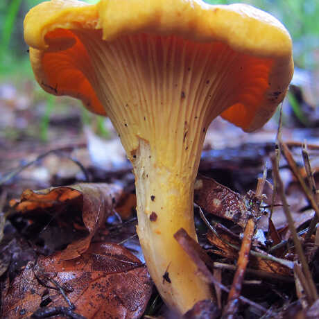 Photo of a yellow mushroom