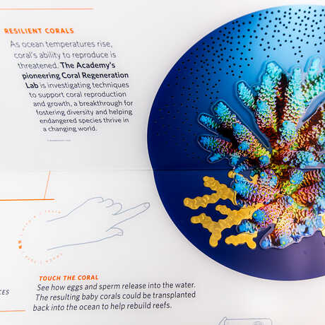Close-up of interactive coral spawning exhibit element in Academy in Action exhibit