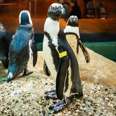 Portrait of Tule, an African penguin at the Academy