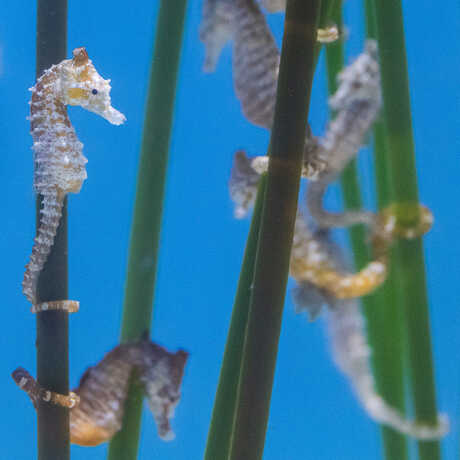 A herd of dwarf seahorses cling to seagrass on exhibit at Steinhart Aquarium