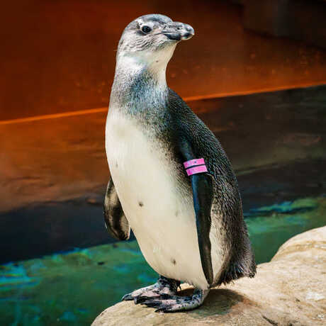 Portrait of Fyn, an African penguin on exhibit at the Academy