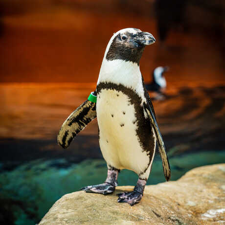 Portrait of Robben, an African penguin on exhibit at the Academy