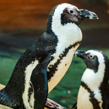 Portrait of Opal, an African penguin on exhibit at the Academy