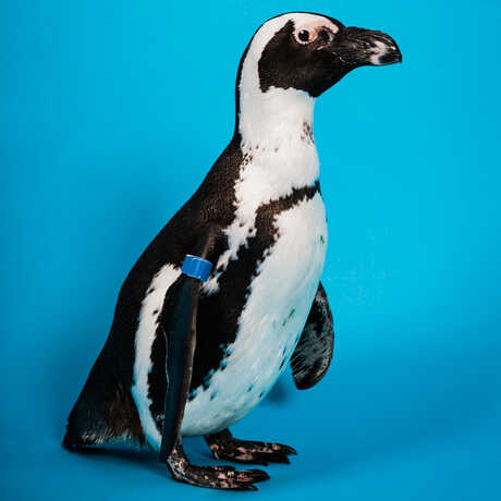 Portrait of Tux, African penguin at the Academy, against a blue backdrop