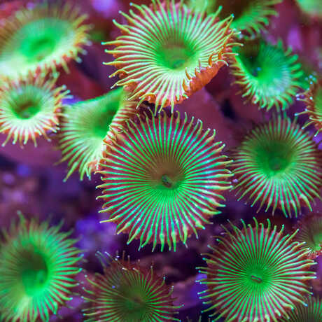 Close-up photo of green and purple button polyp coral at the Academy
