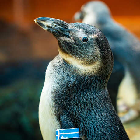 Portrait of Oswald "Ozzie" Cobblebot, an African penguin on exhibit at the Academy