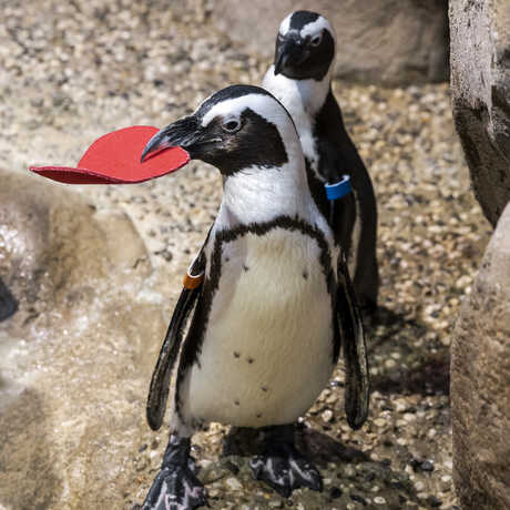 Darcy, an African penguin on exhibit at the Academy, holds a red felt heart valentine in his beak