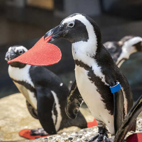 Parker, an African penguin on exhibit at the Academy, holds a red felt heart in her beak