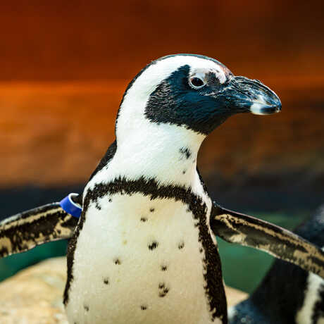 Portrait of Pete, an African penguin on exhibit at the Academy