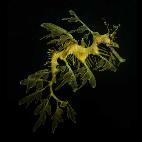 A pale green leafy seadragon stands out dramatically against a dark background