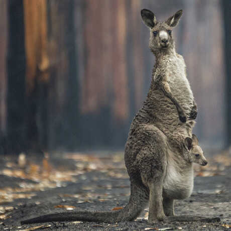 Grand Prize winning image "Hope in a Burned Plantation" by Jo-Anne McArthur shows a kangaroo in a burned eucalyptus plantation