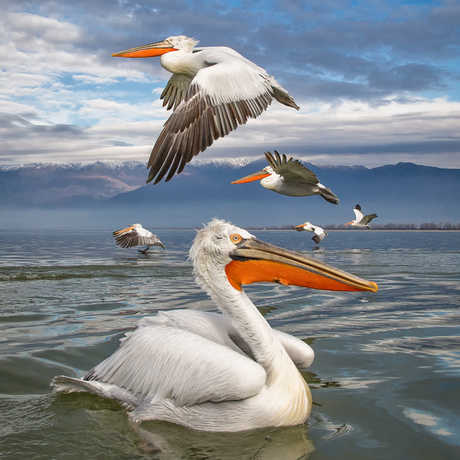  Pelicans Composition by Marco Urso 