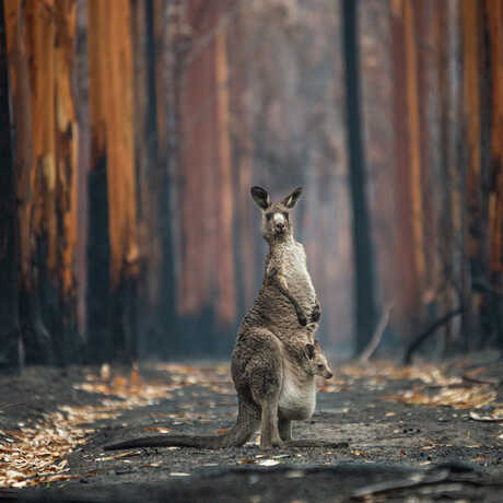 Kangaroo and joey in a burned eucalyptus plantation. Photo by Jo-Anne McArthur