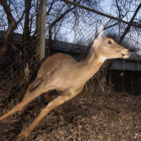 A deer runs through a fence and triggers a camera trap. Photo by Corey Arnold
