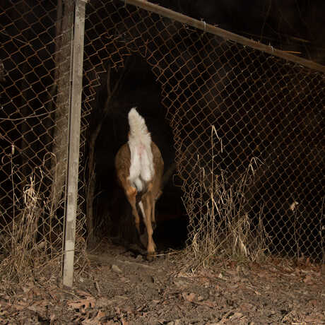 A deers rear end passing through a hole in a fence and triggers a camera trap. Photo by Corey Arnold