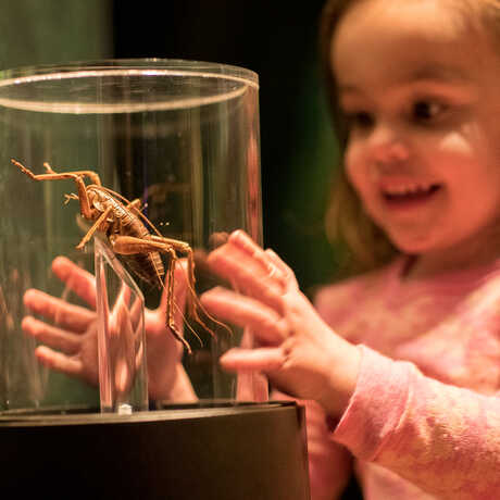 Young girl delightedly views wetapunga specimen in Bugs exhibit at the Academy