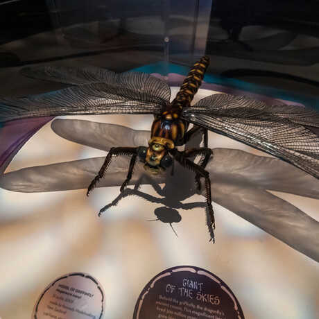 Giant prehistoric dragonfly model in Bugs exhibit at the Academy