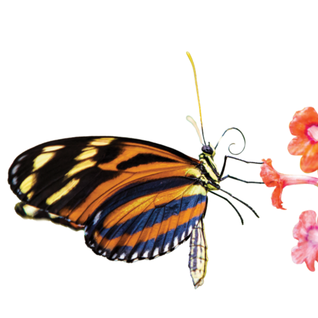 Heliconia butterfly lands on orange and pink flowers