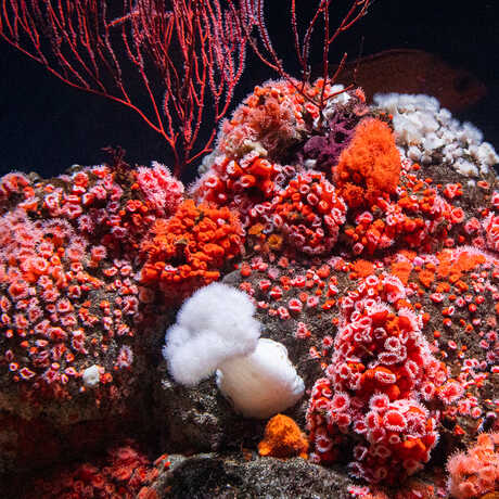 Vibrant, vivid red, orange, pink, and white anemones and coral in California Coast exhibit