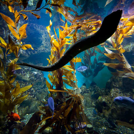 Moray eel swims amid swaying kelp and colorful fish in California Coast exhibit