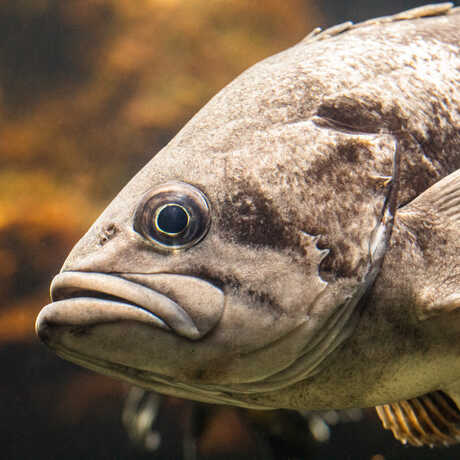 Closeup photo of gray rockfish in California Coast exhibit