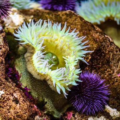 Green sea anemones, purple sea urchins, and other tidepool animals in the California Coast exhibit at California Academy of Sciences