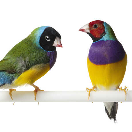 2 Gouldian finches on a perch against white background