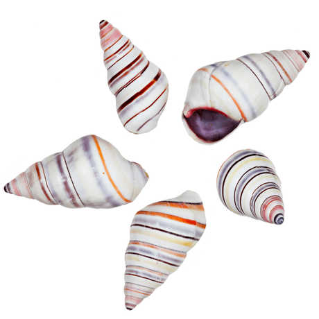 Candy cane snail shells