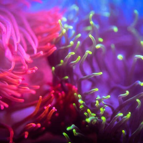 Close-up photo of the neon-colored tentacles of coral