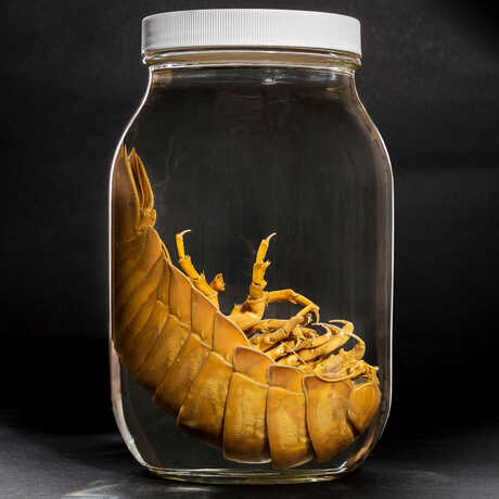 Giant isopod specimen in jar against black background