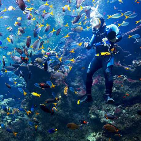 An Academy diver is swarmed by tropical fish in the Philippine Coral Reef exhibit